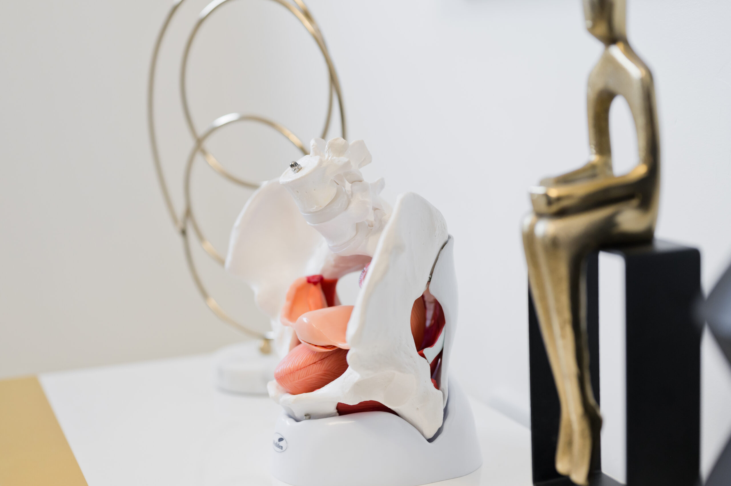 Medical model of pelvic floor in comfortable and elegant physical therapy office